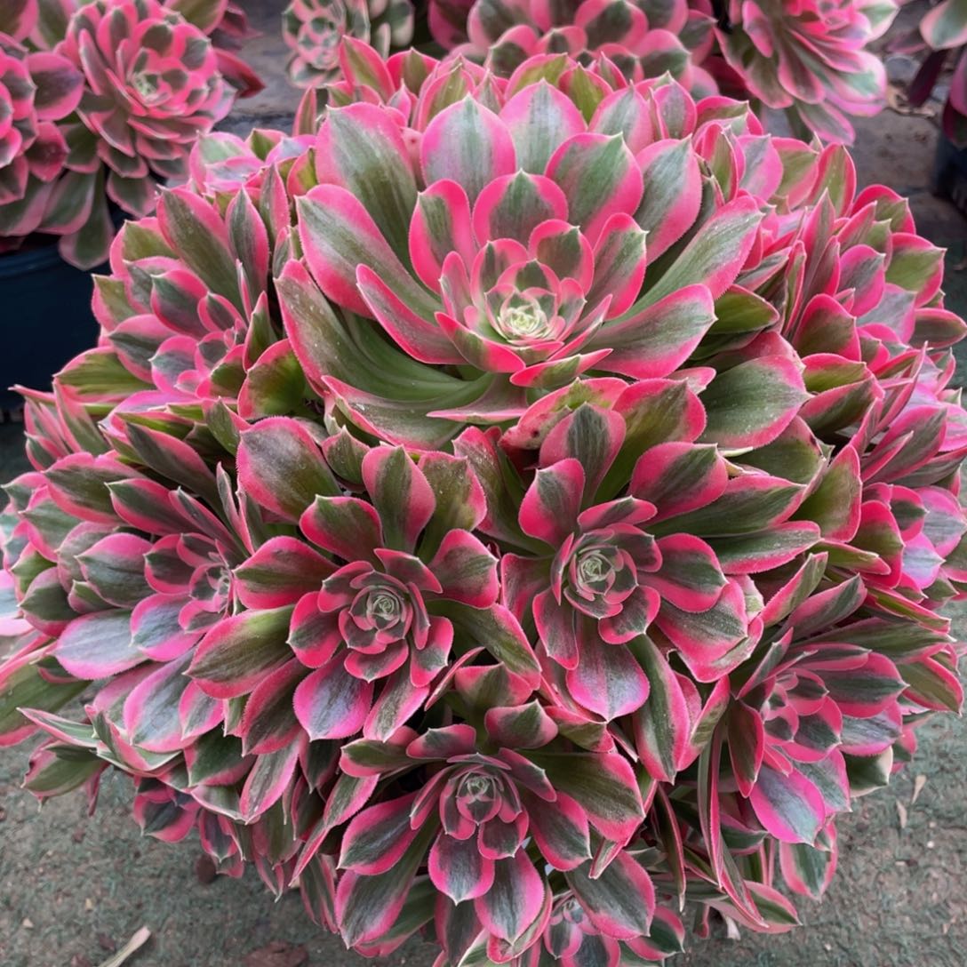 541粉女郎精品法师多肉