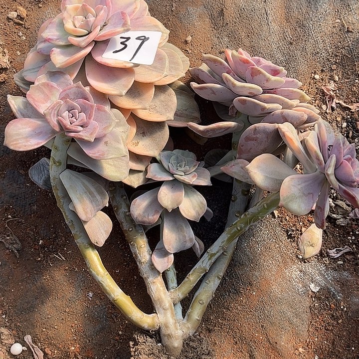 @***月紫乐景39号多肉植物精品