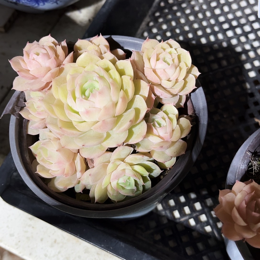 *****71多肉植物提取萃取剂系列