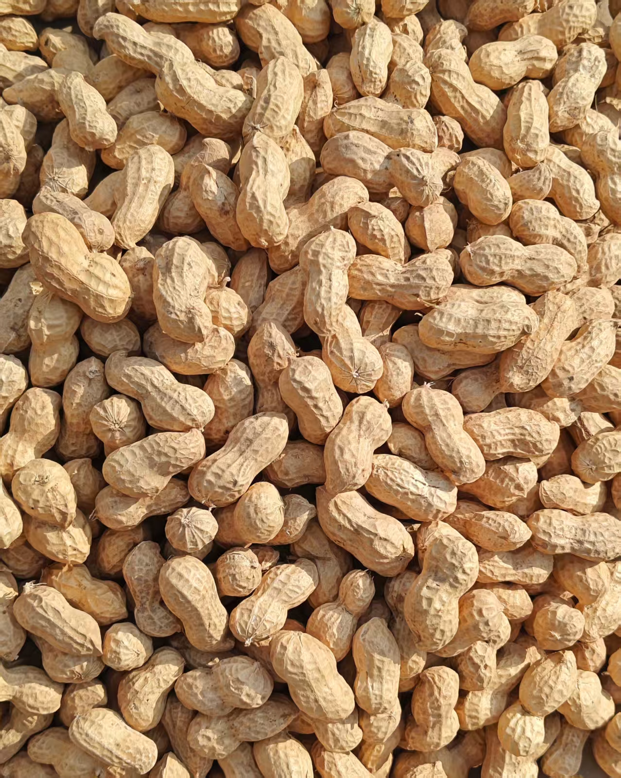 原味带壳花生无公害自产2025新鲜花生，生花生。