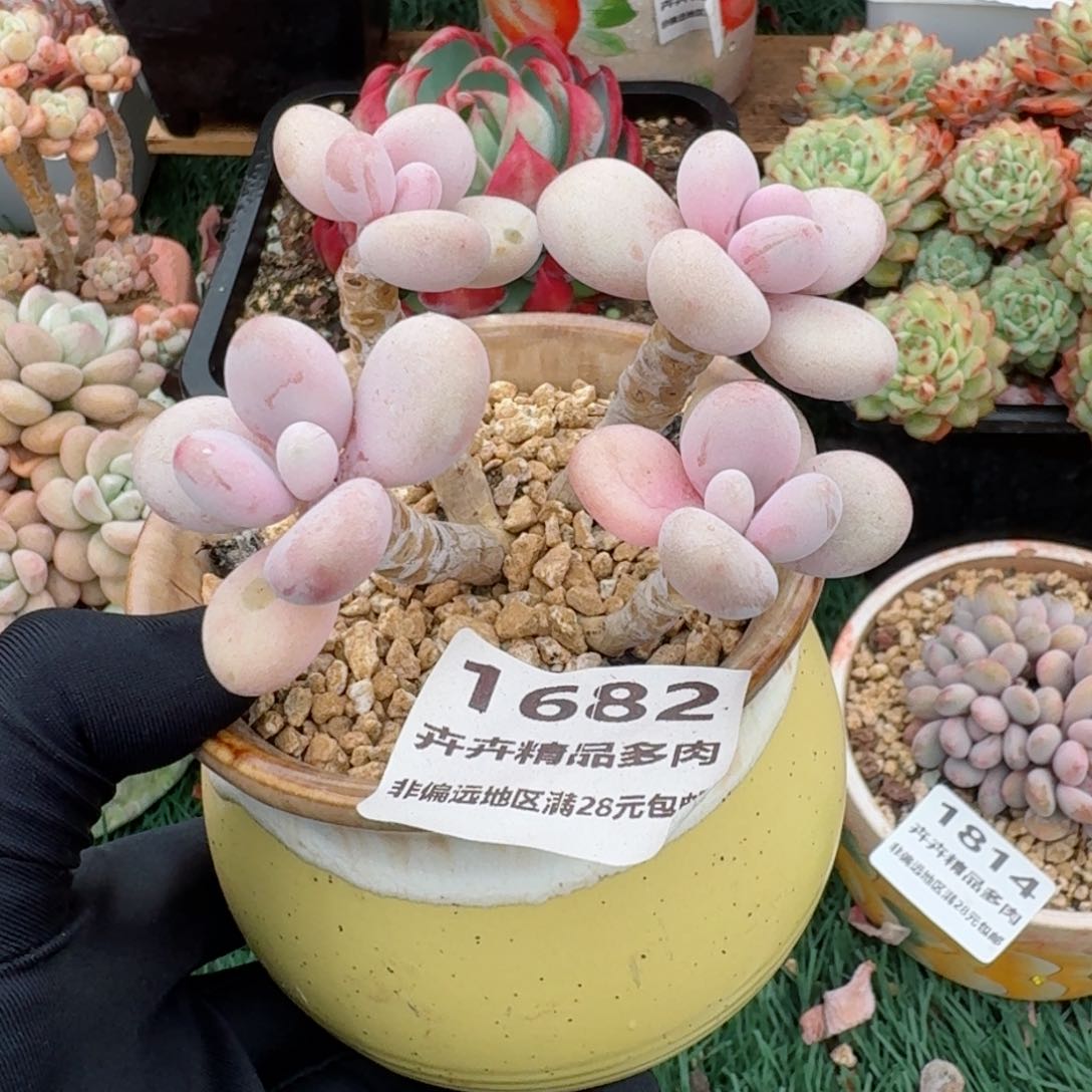 1682一物一拍（满28包邮）