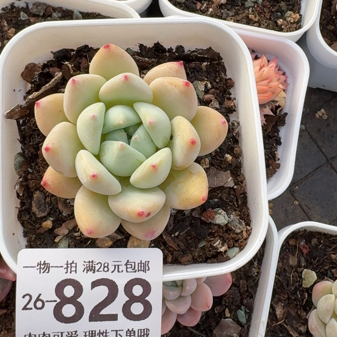 望舒无盆土发货呀