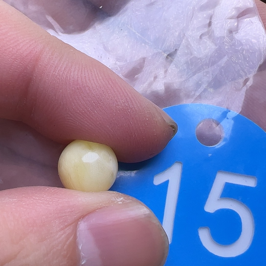 蜜蜡未镶嵌珠宝奇石10mm微划痕