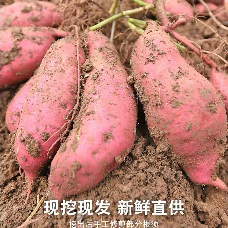 [老品种红薯]安徽亳州农家自种老品种红薯现挖甜香红薯地瓜老品种