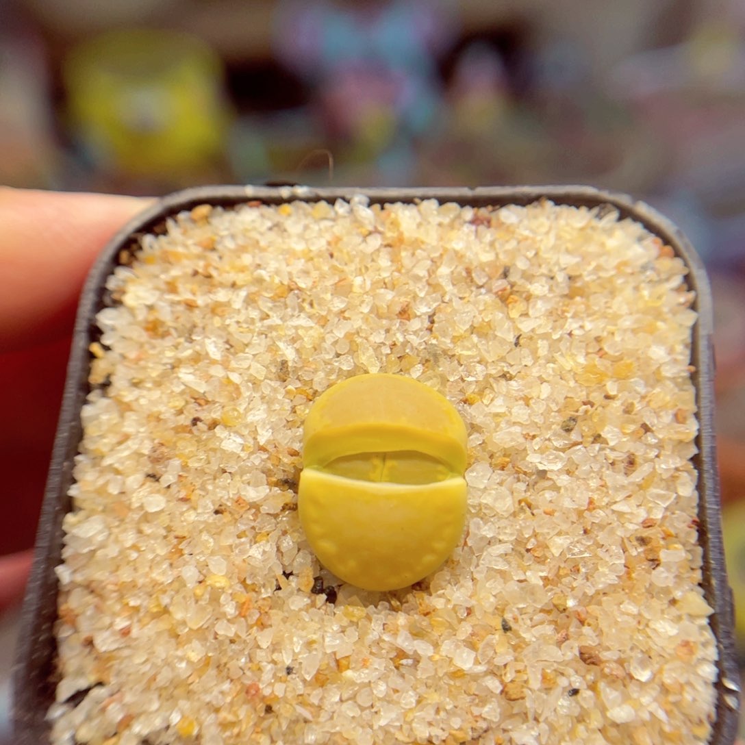 172。568974877766865878