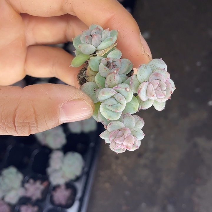 一我一拍满18包邮