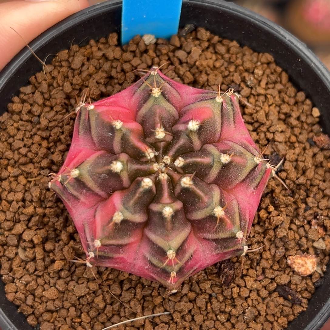 泰系侧芽豪臀米哈锦192