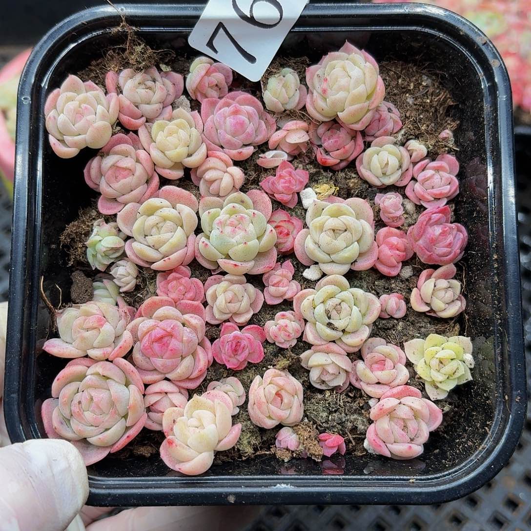 多肉植物多肉植物765