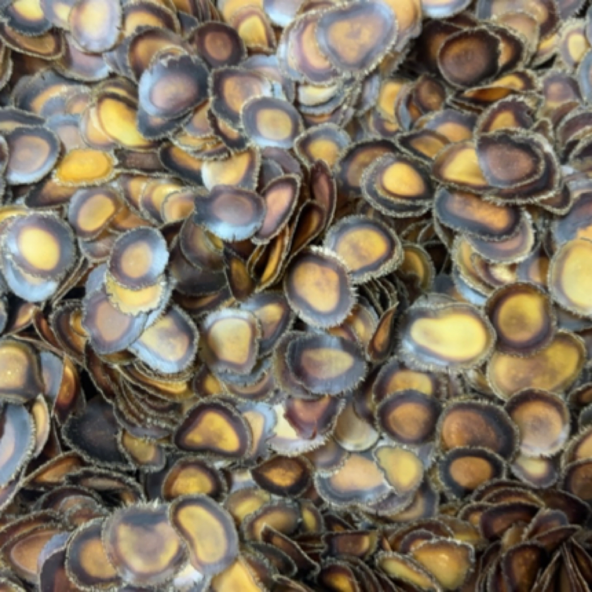 鹿茸全腊片泡酒煲汤炖鸡汤营养滋补产地直发