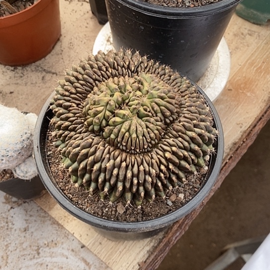 爆***巫一个翠晃冠仙人球