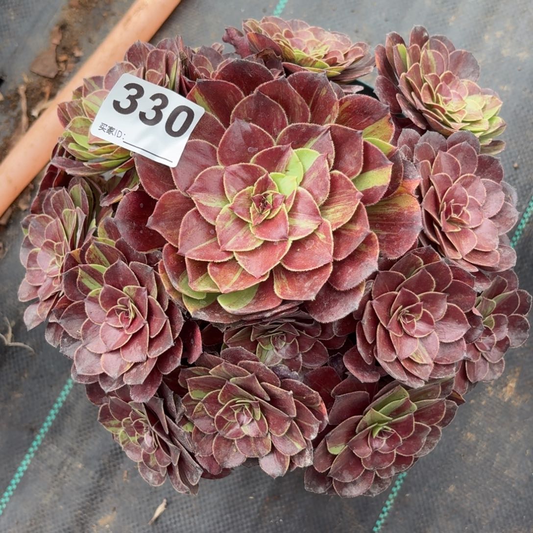 330花月夜多肉植物