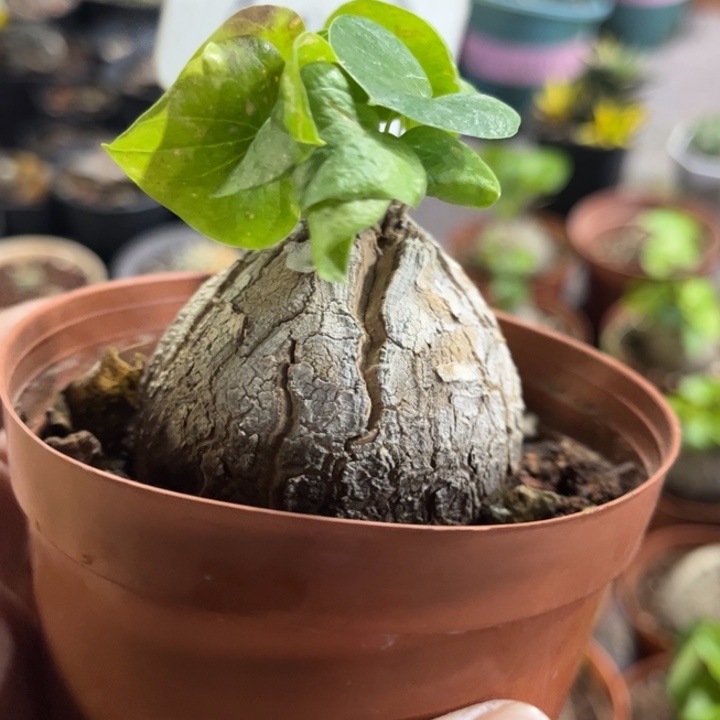 6003龟甲龙好养皮实