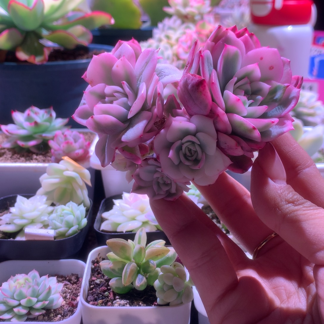 粉水晶覆轮锦群生有根