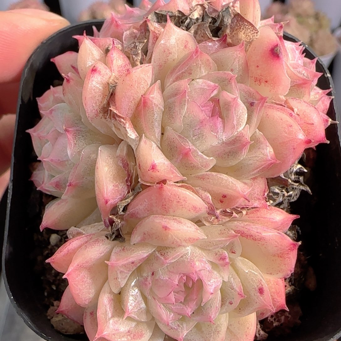 多肉0103-209麦秆