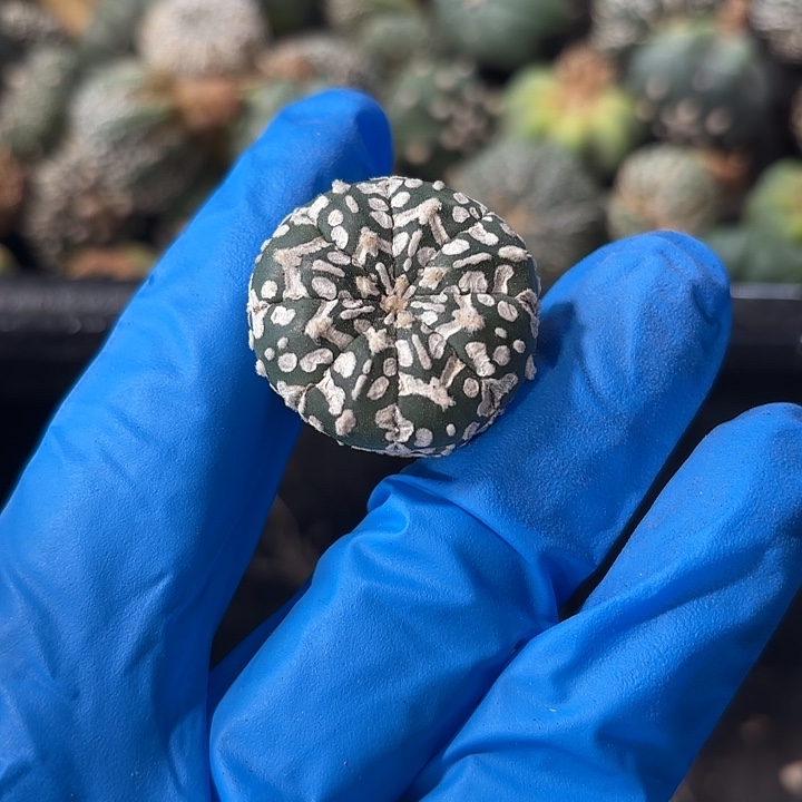 实生奇迹超兜V字福袋