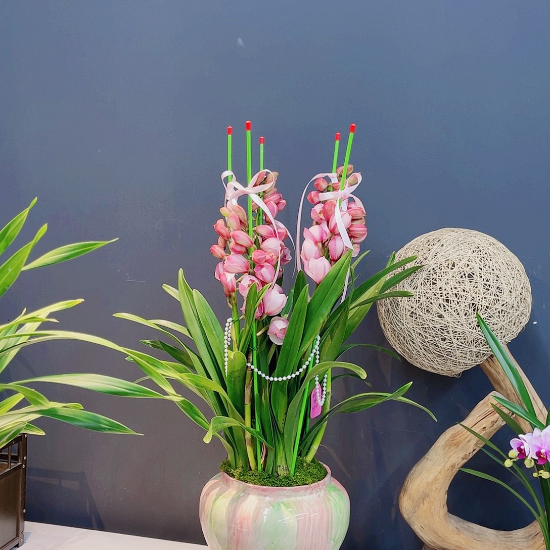 无花朵高端盆景一物一拍