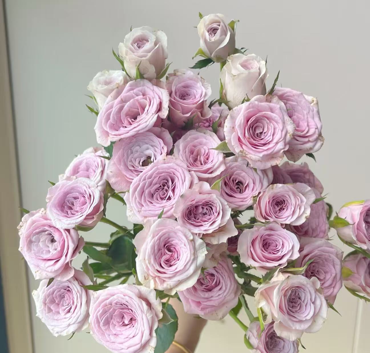 【莱拉多头玫瑰】顺丰包邮