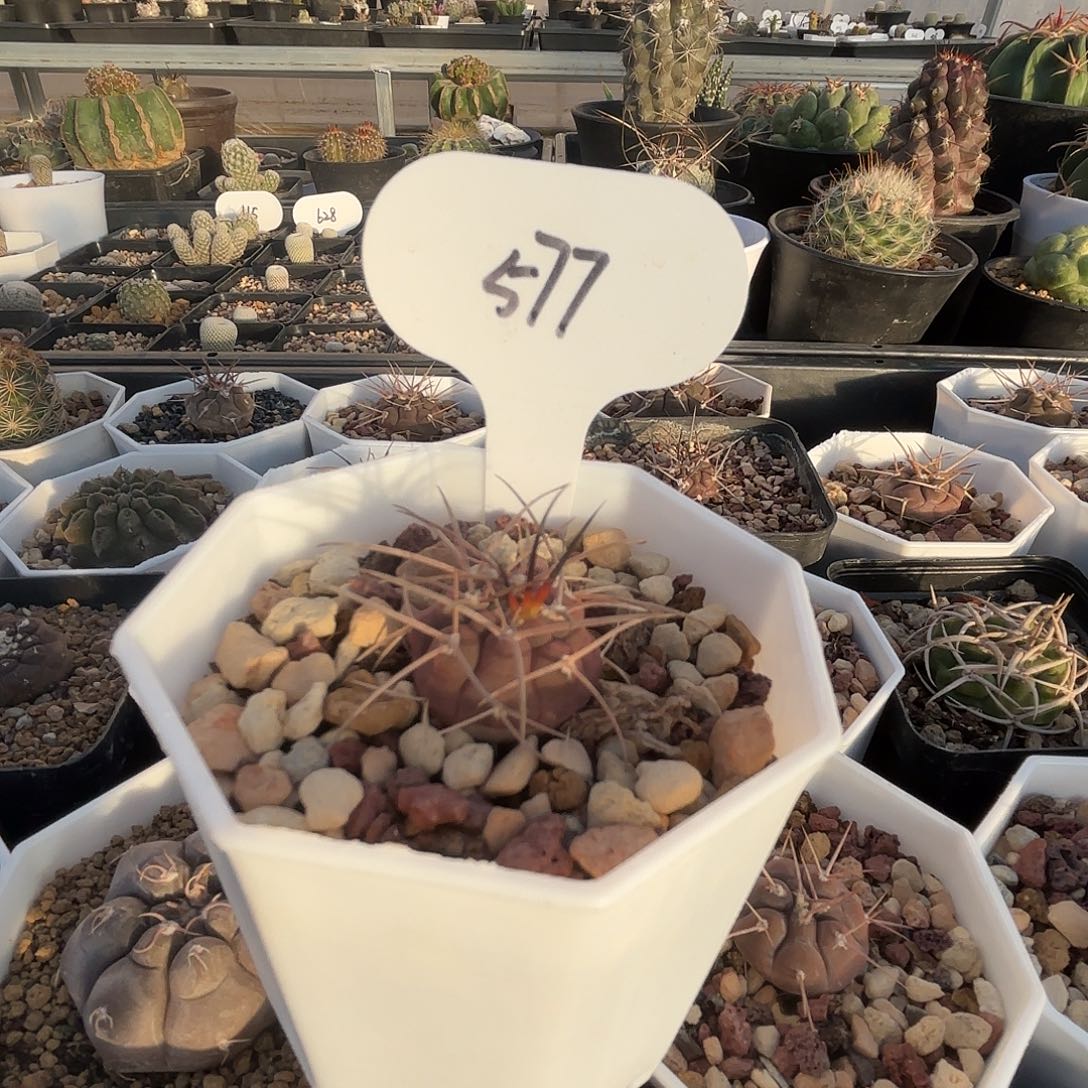 C****9577实生剑魔玉仙人球