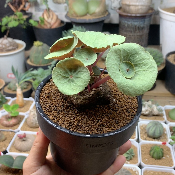 小酒杯小雨伞大尺寸带盆多肉