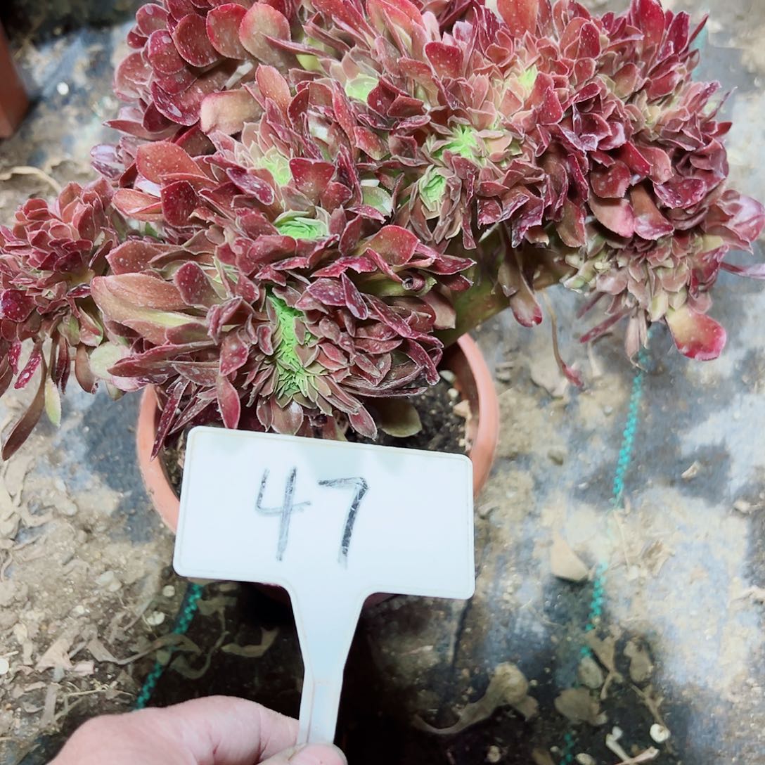 多肉植物玫瑰缀花