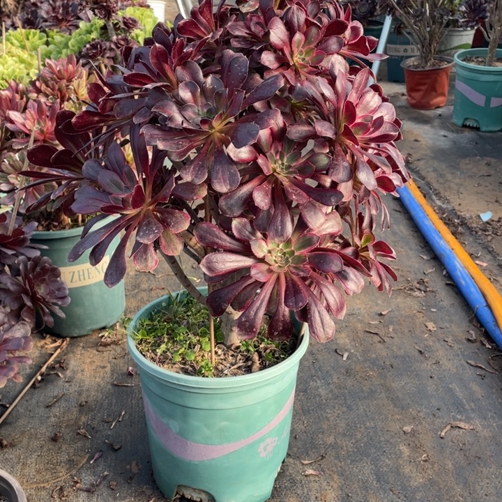 17多肉植物多肉多肉多肉