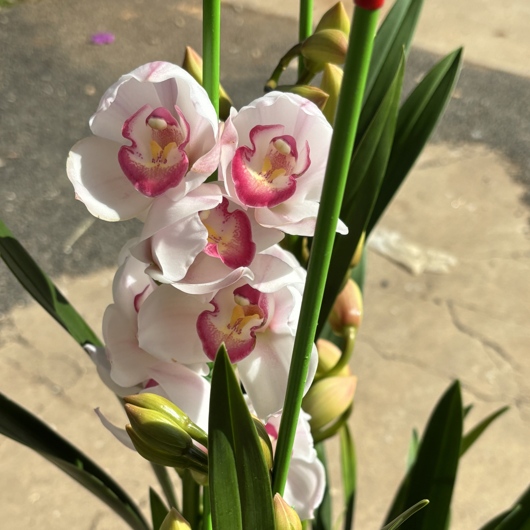 大花蕙兰——诱惑（0度以下拍保温棉不拍冻坏不售后）