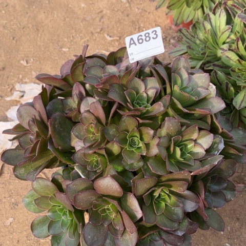 多肉植物魅金玫瑰