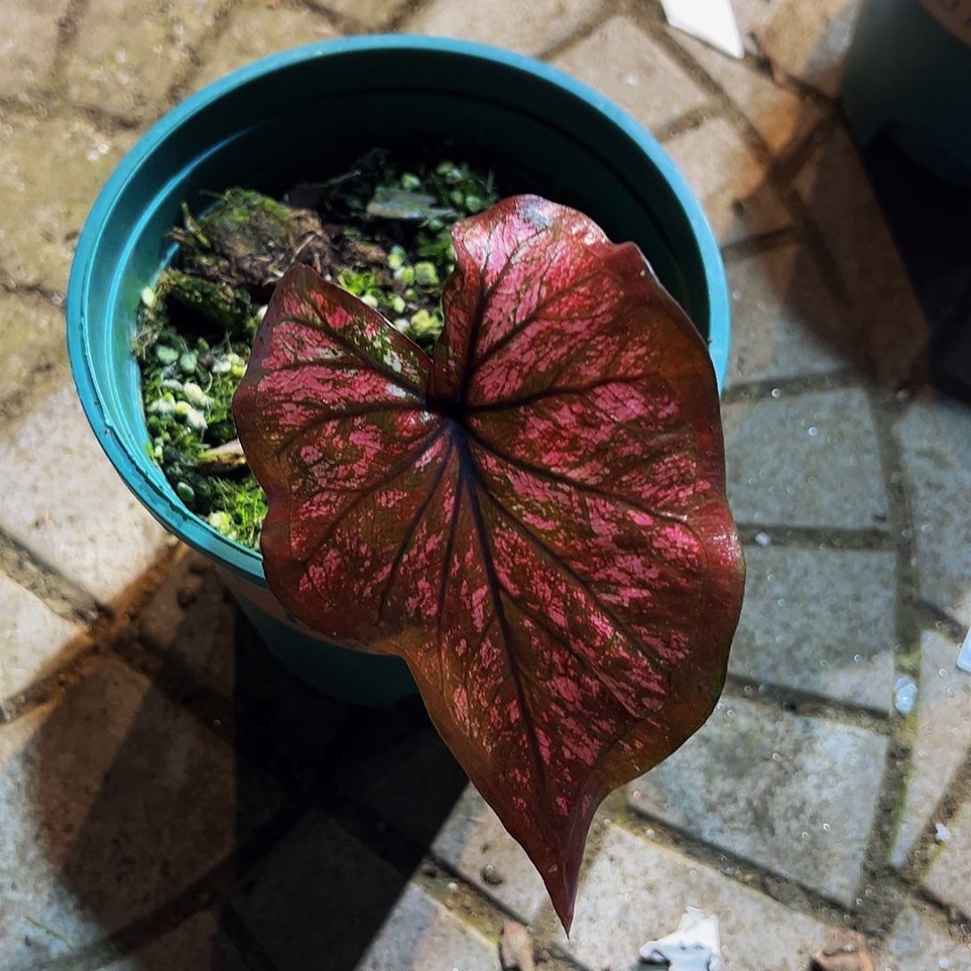 ****完全开放8645泰彩