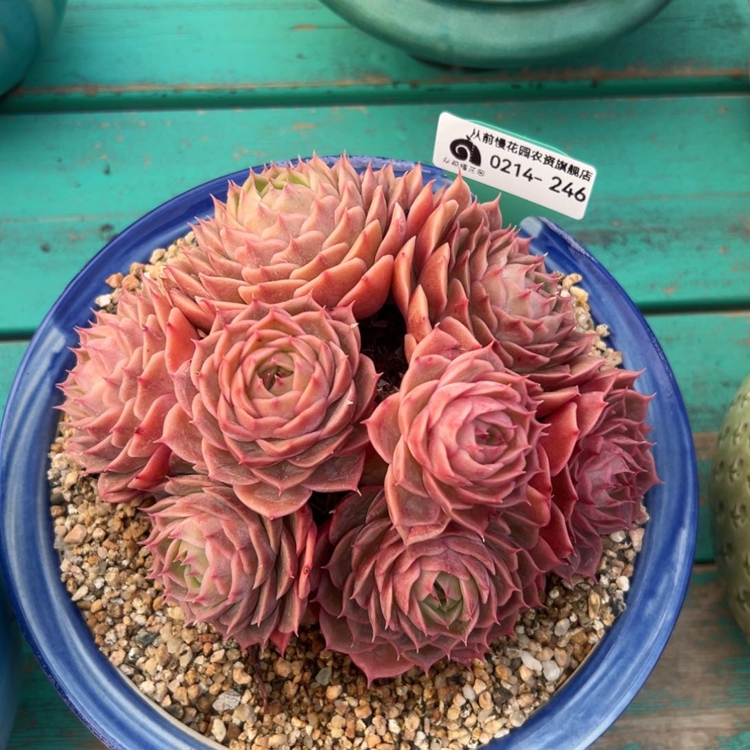 多肉一物一拍0214-246