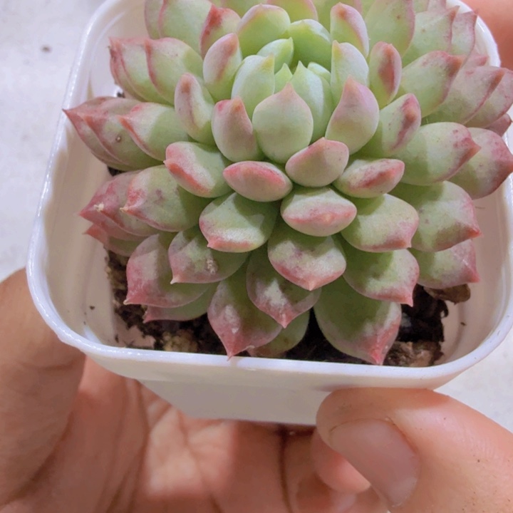 绿松石福利一颗多肉