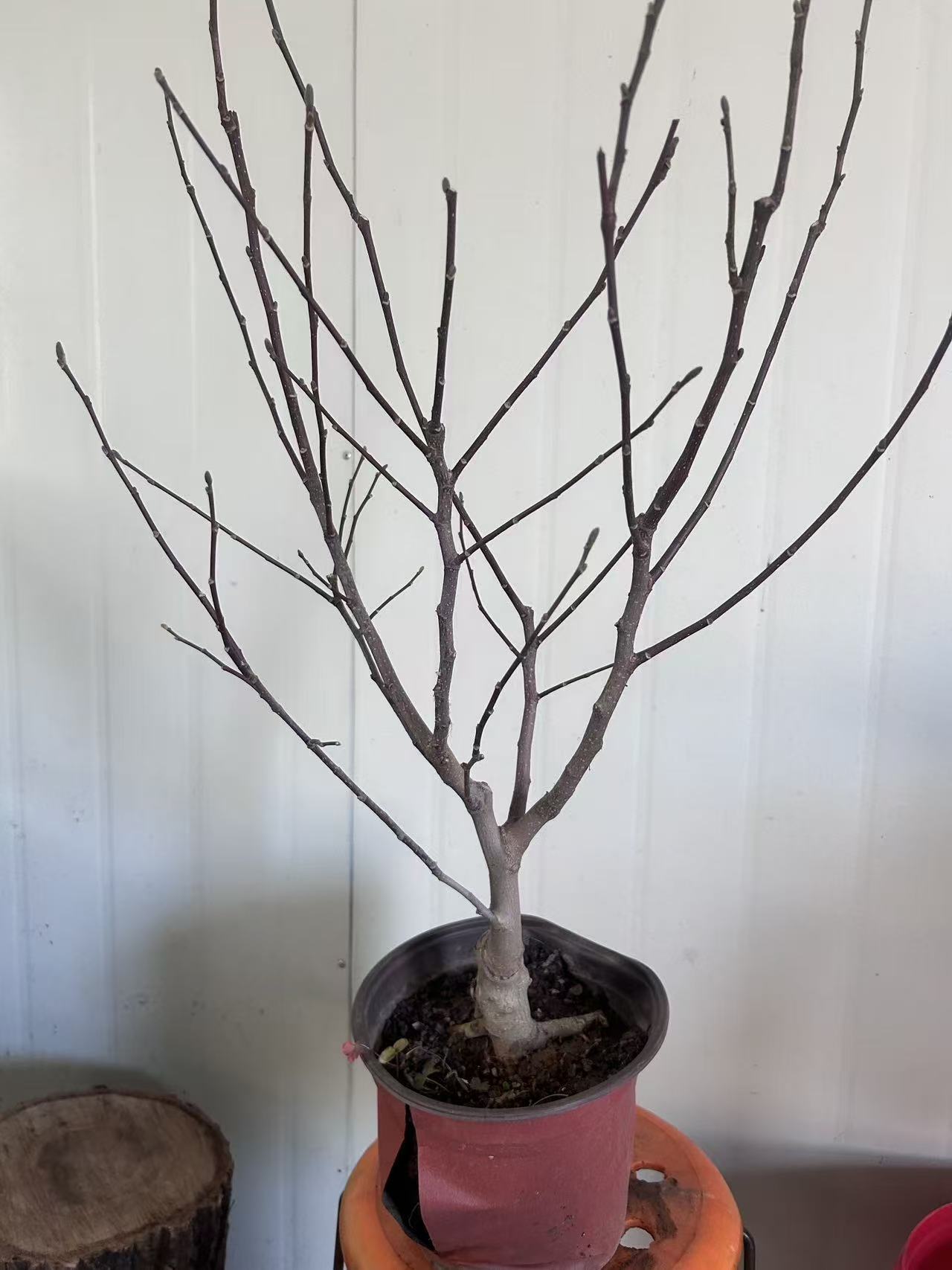 带花苞梅花盆栽浓香型耐寒植物冬季庭院花卉