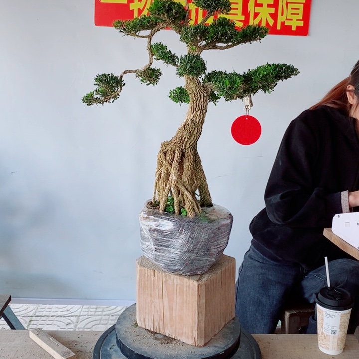 无花朵牛****梦广东黄杨