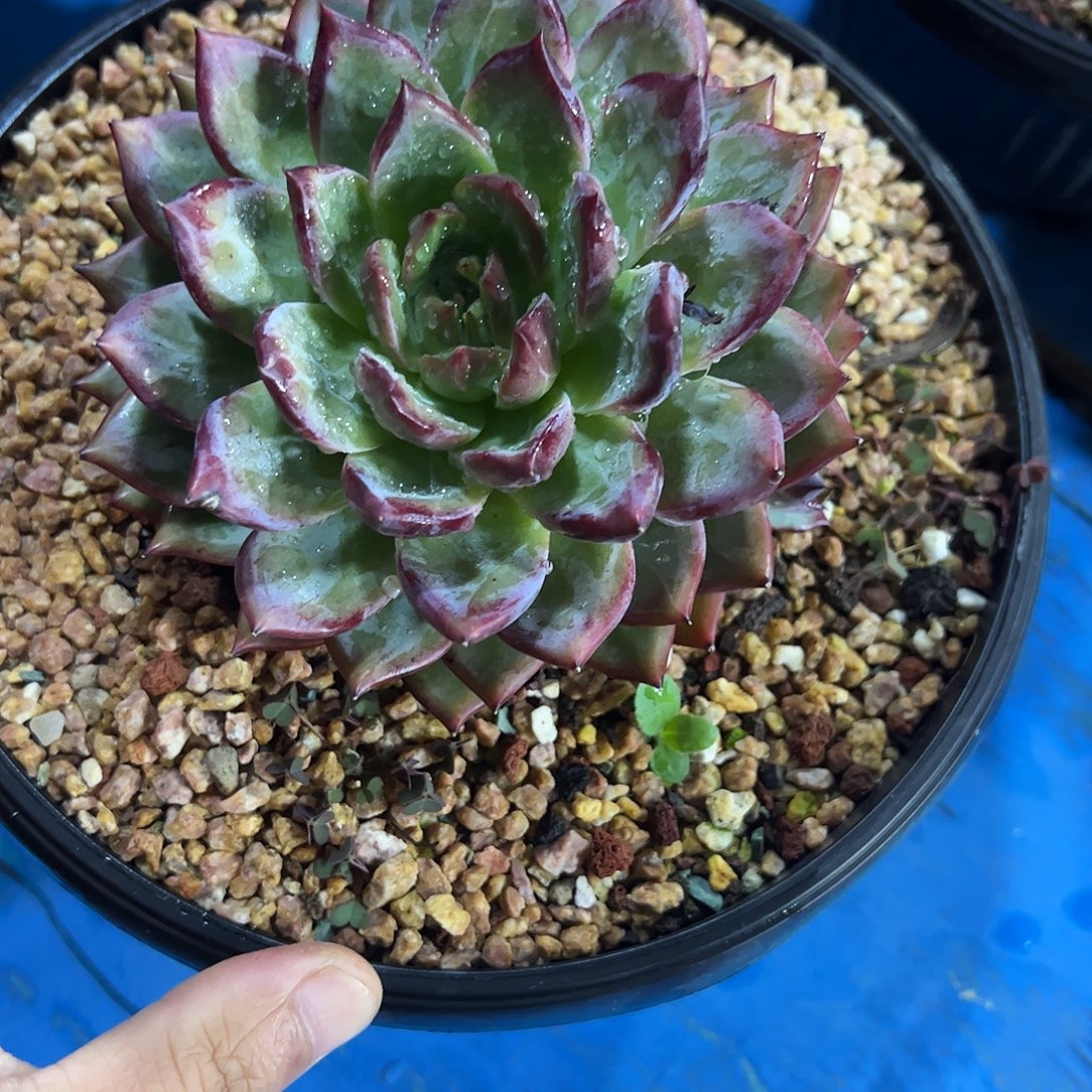 月***亮夜魔侠单多肉植物
