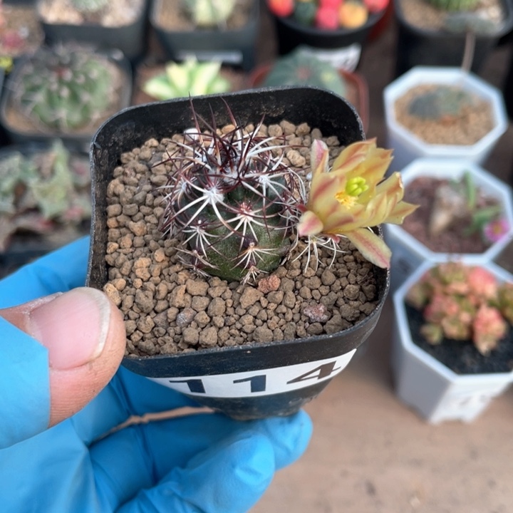 114实生达氏青花虾