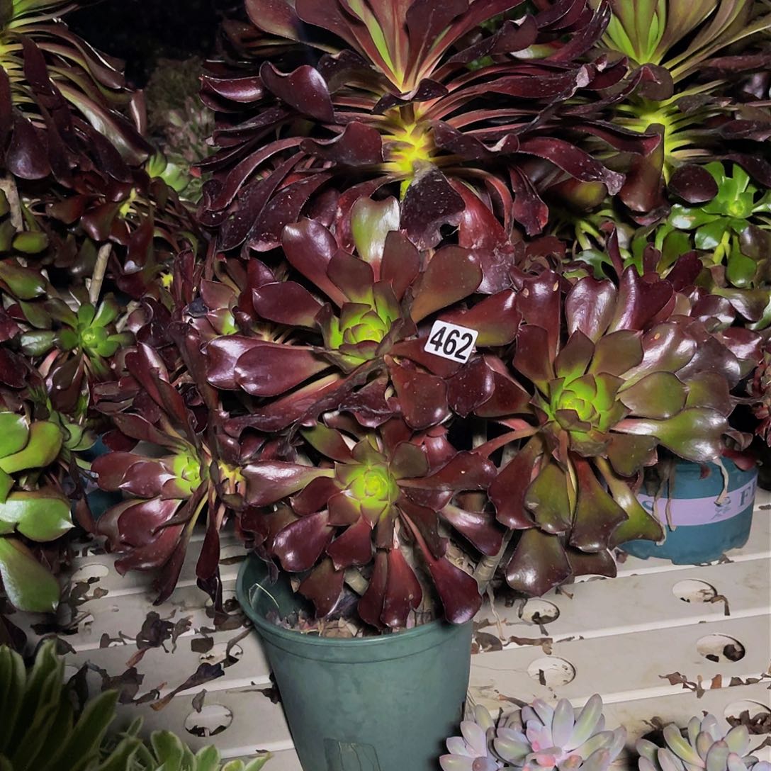 法师法师3-14包邮法师