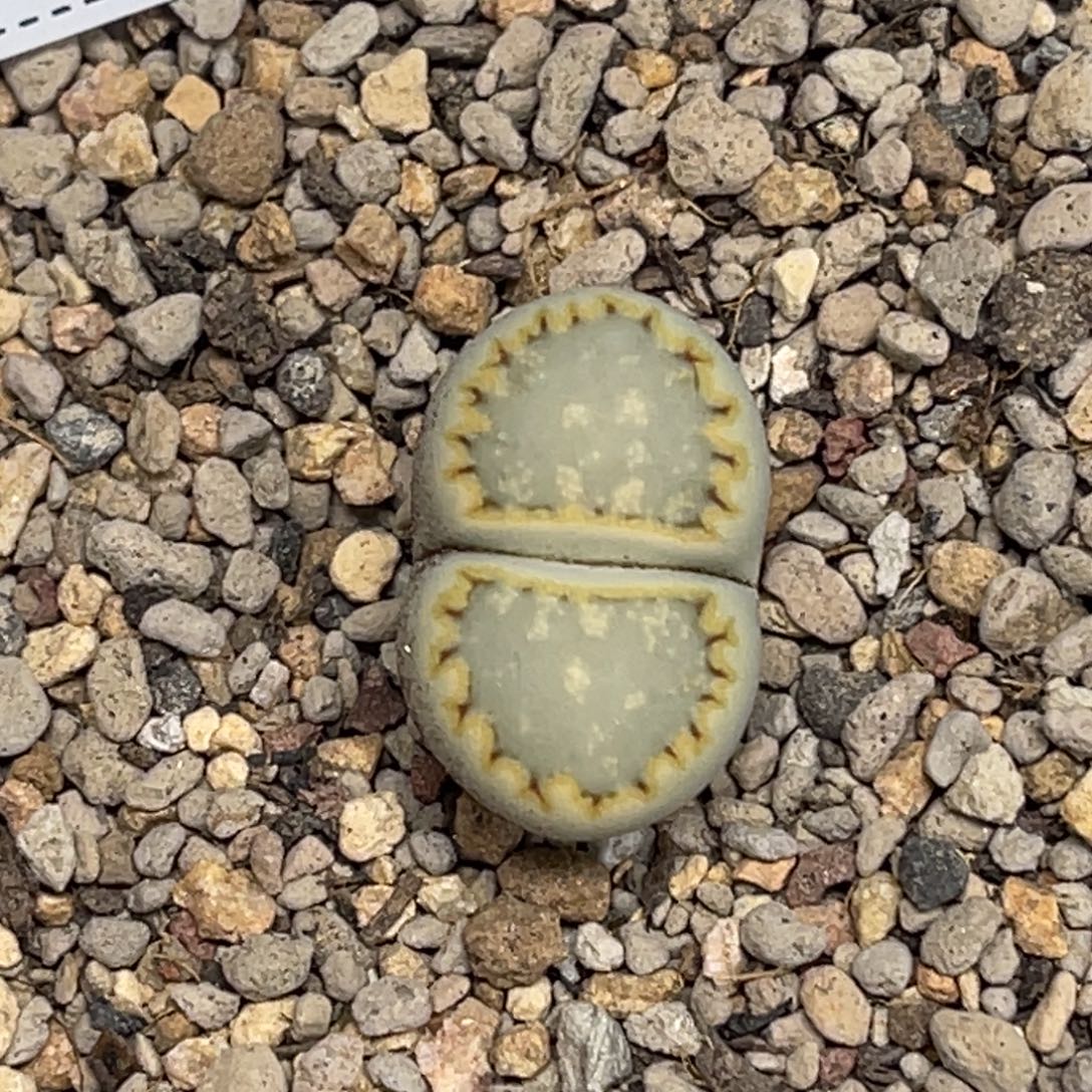 1450黄绿饼干1尺寸2.0