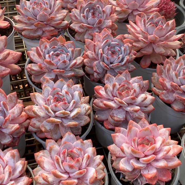 原始种糖心雪天使多肉植物两单包邮