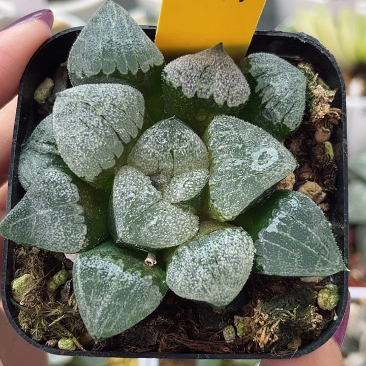 371千山雪哈哈哈哈哈哈