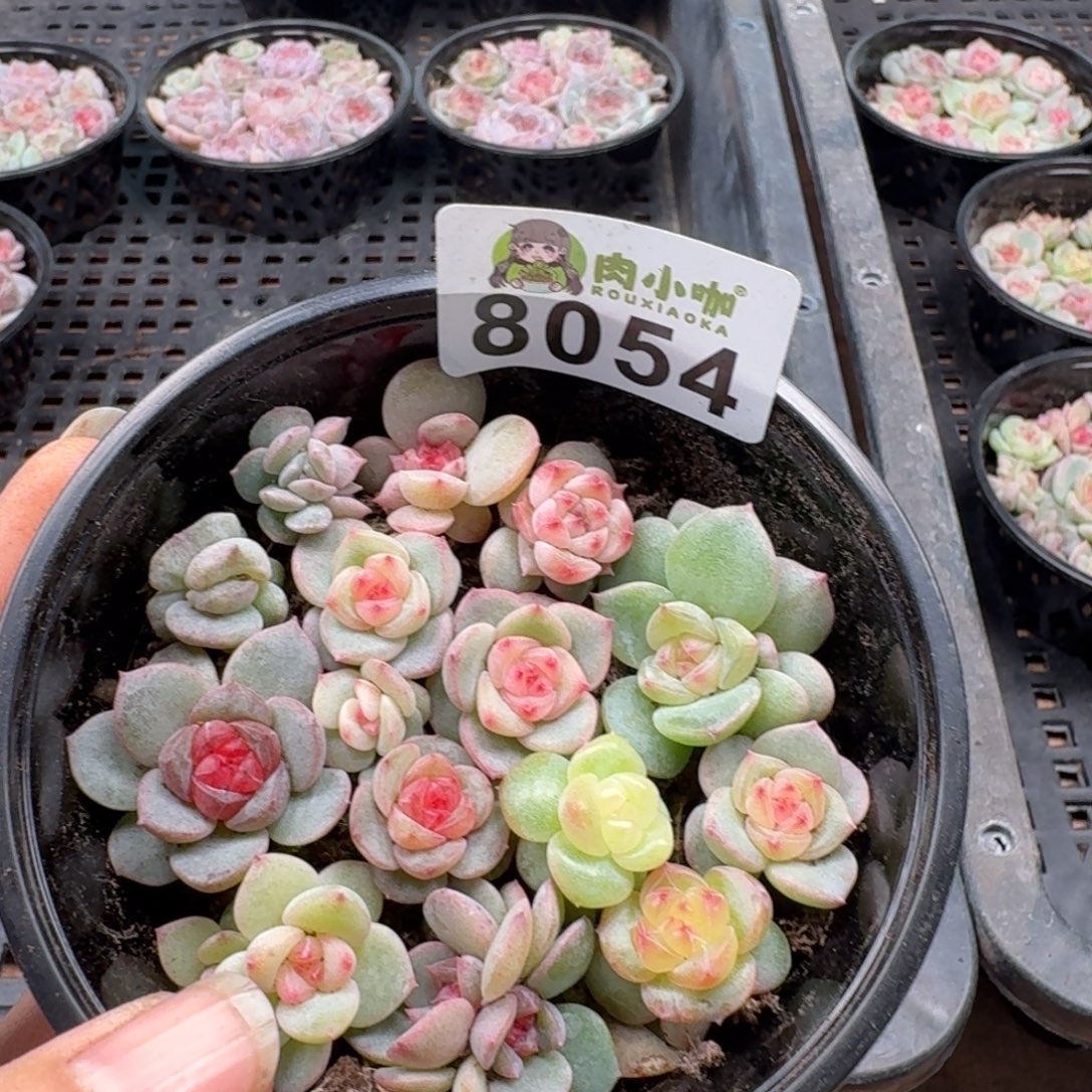 多肉植物多肉植物