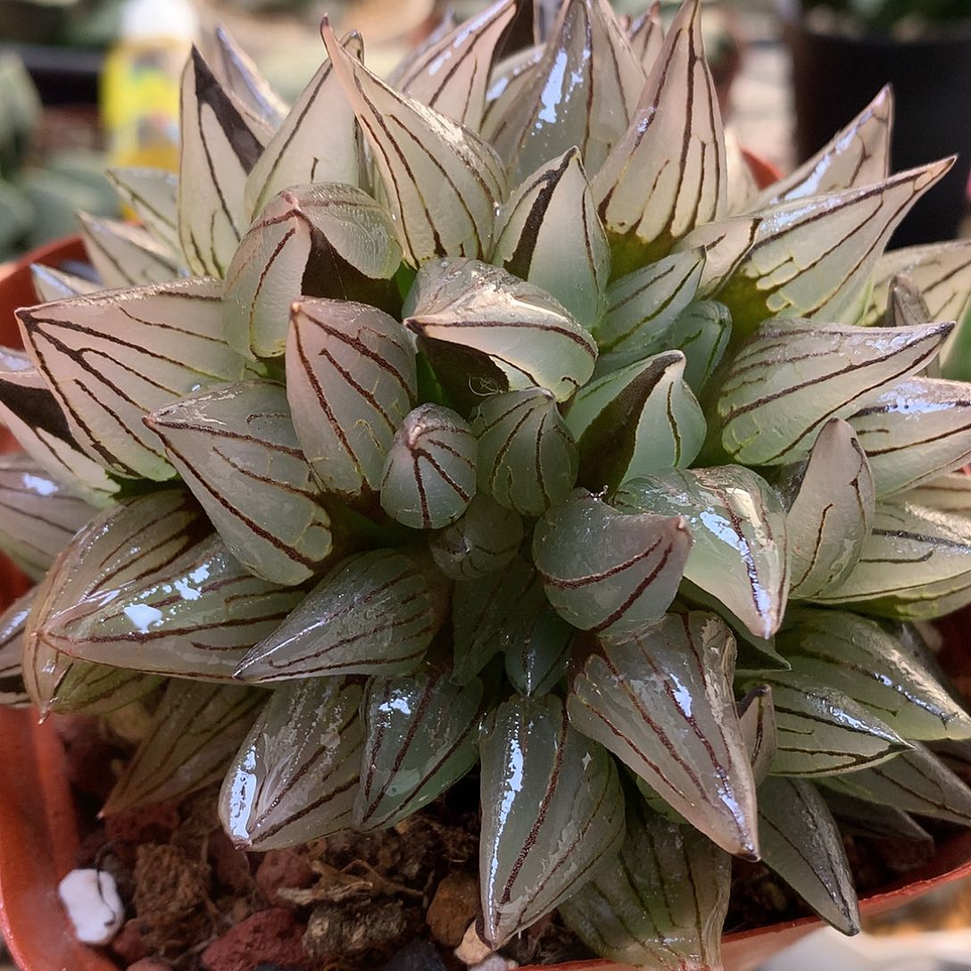 西瓜寿带盆土带肉lll