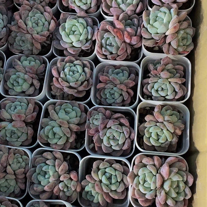 双头后梦1元带土发货