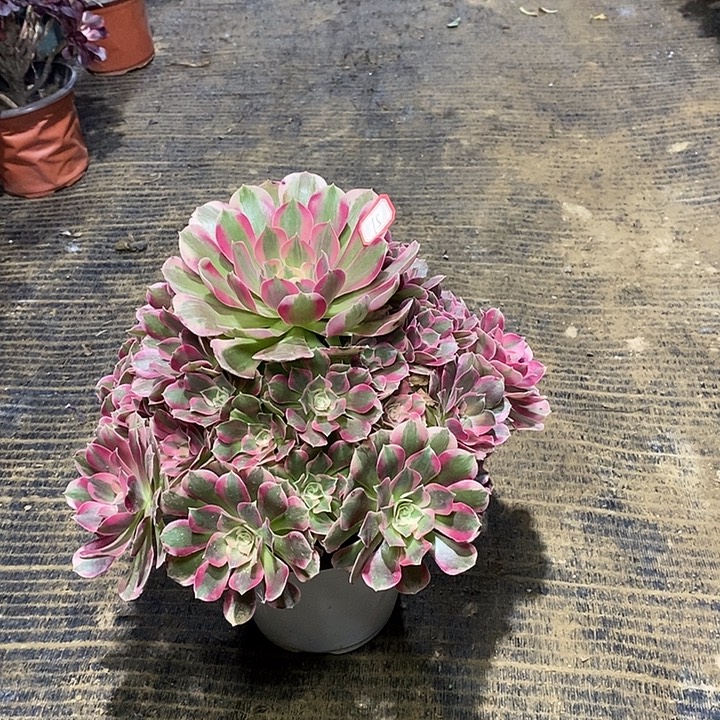 15，粉女郎多肉134566778899