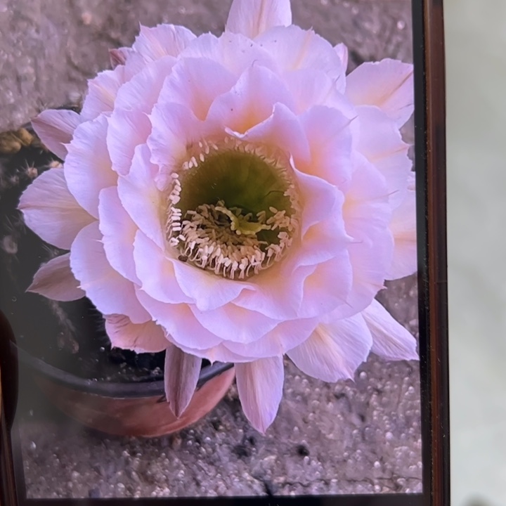 无花朵彩草侧芽歪g4143