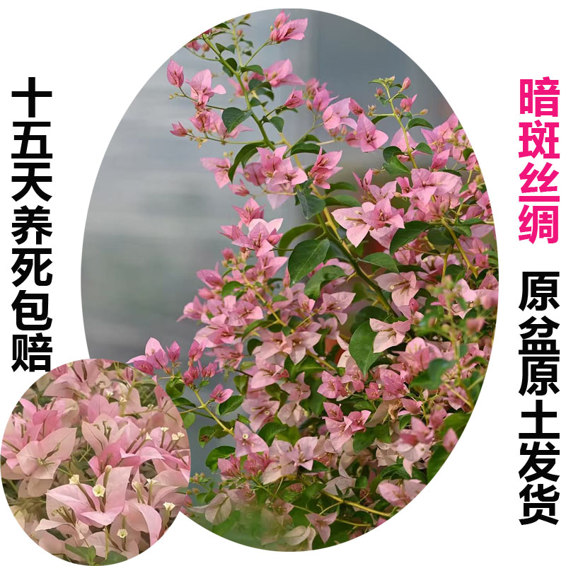 暗斑丝绸(三角梅)原生大苗四季开花老桩爬藤植物