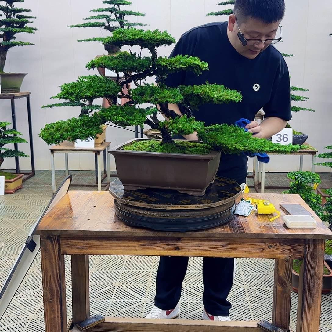 无花朵柏树造型盆景