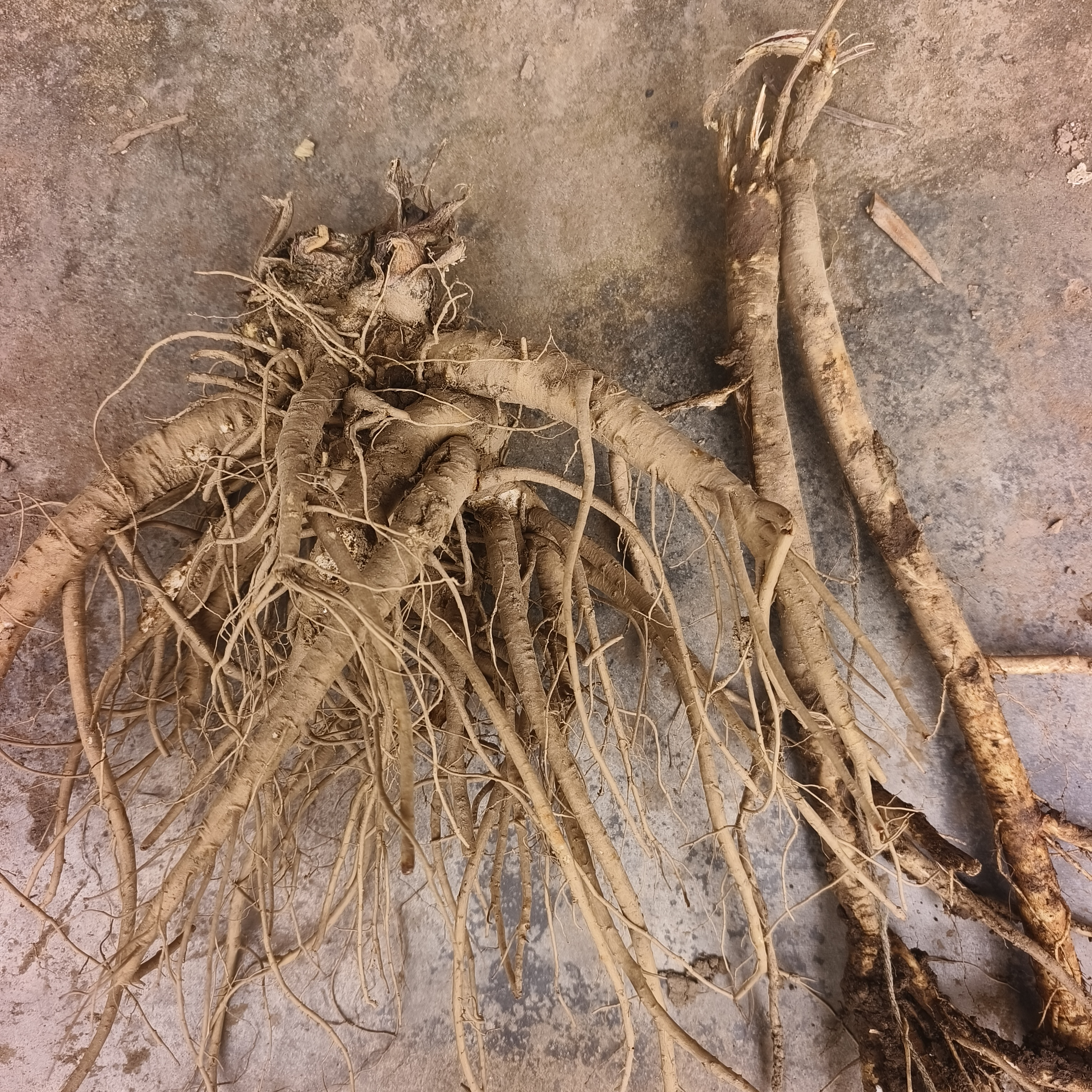 甘肃原产地当归＋黄芪煲汤煮水滋补养生好品，满500克包邮