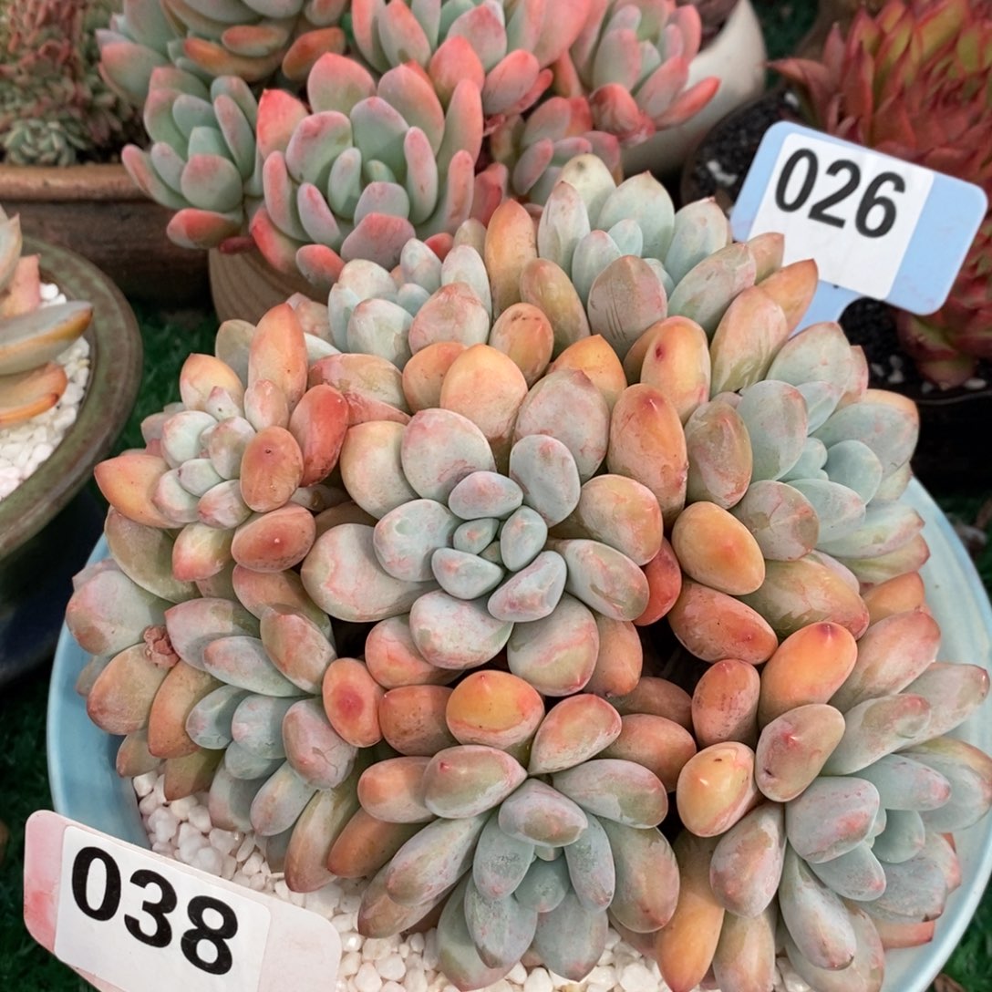 香水多肉植物盆栽