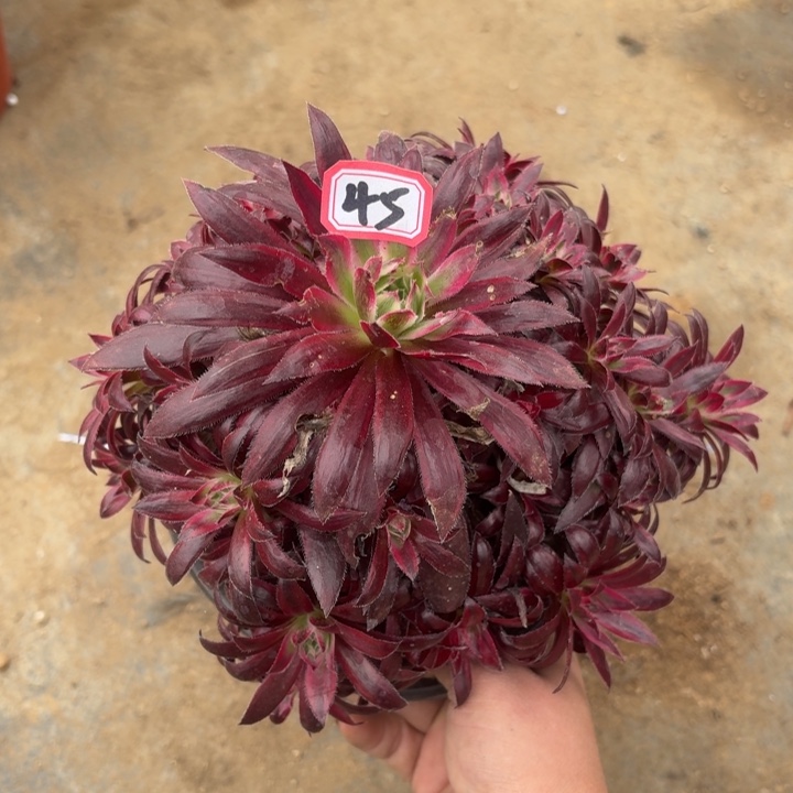 断枝瑕疵福利45多肉