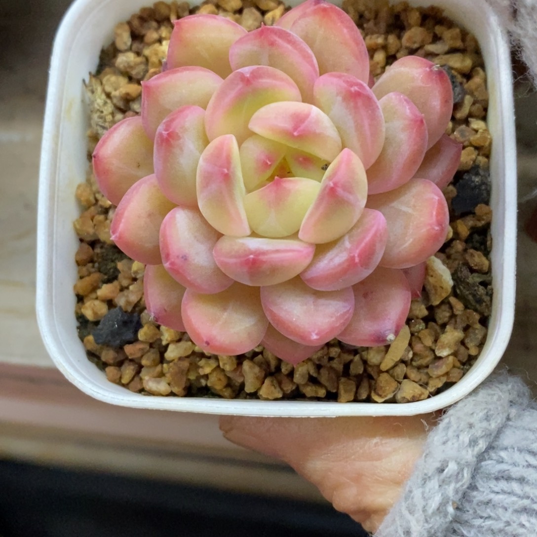 精品多肉一物一拍不包整421