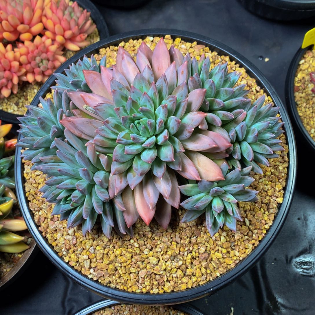 烁***子哈哈哈哈哈哈哈哈哈哈哈